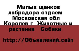 Милых щенков лабрадора отдаем. - Московская обл., Королев г. Животные и растения » Собаки   